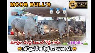 🔥🔥🔥...MCOR BULL'S... మార్తల చంద్ర ఓబుల్ రెడ్డి గారు..(బొల్లవరం గిత్త \u0026 అఖండ)... 🥈🥈🥈...1845..⛳️⛳️