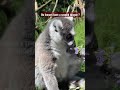 do lemurs have a second tongue