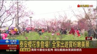 2017泰安櫻花季 夜櫻之美驚呼連連 美景宛如置身國外