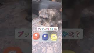 100日後にしゃべる犬 #shorts #しゃべる犬 #シュナプー #犬