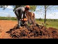 Cutting Trees and Forestry Mulching Stumps