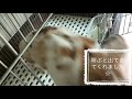 うさぎカフェ うさぎとふれあえる空間ruru　大きいけど懐っこい房江さん☆