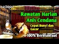 Perawatan terbaik Anis Cendana Cepat Gacor