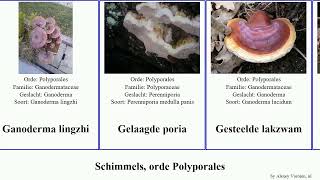 Schimmels, orde Polyporales fungus australe poria badius kaaszwam Ganoderma tonderzwam Fuse Zomer-