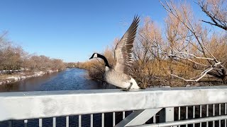 Walking in Regina, April 4, 2022: First April Walk Along the Creek