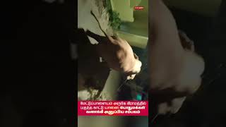 மேட்டுப்பாளையம் அருகே கிராமத்தில் புகுந்த காட்டு யானை: பொதுமக்கள் வணங்கி அனுப்பிய சம்பவம்