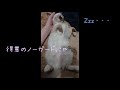 ふみふみ、すりすり、すやすや　癒し子猫時代のねる