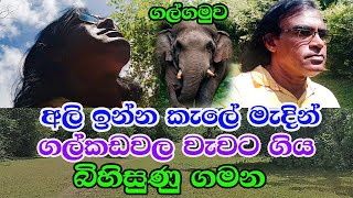 වන අලින් මැද මහ කැලේ මැදින් ගිය භයානක ගමන Rowan Production -Gossip-News