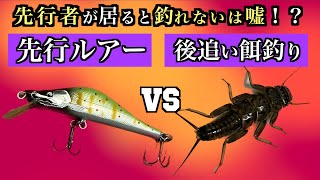 先行ルアー　後追い餌釣り　先行者が居ると本当に釣れないのか試してみる　渓流釣り　ちょうちん釣り　アマゴ釣り　イワナ釣り　DAIWA moutain stream fishing nature