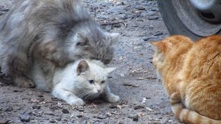 Cats mating - Group cats mating on the street