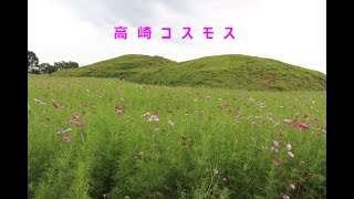 【高崎大好き！No 077】 高崎コスモス 上毛野はにわの里公園