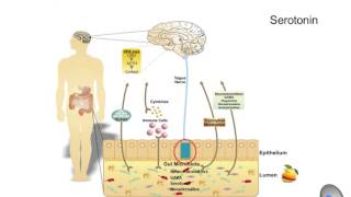How Gut Microbes Communicate with Our Nervous System - Relevance for Food Allergies