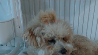 채봄TV-Lovely dog♥ 아빠짐싸는중 대화 잘안될수도있어요~~시달용 #dog #채봄