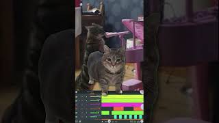 u ii aio ui a i o cat make this sound #shorts #memes #fyp #foryou #cat #music