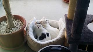 Whisky und Gizmo liegen zusammen im Katzenbett