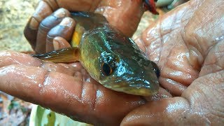 വീട്ടിലെ കിണറ്റിൽ വളർത്തിയെടുത്ത മീൻ ആണ്  Kerala village fish | Kerala fish video 2019 |