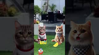 Kucing yang mengalah #cat #talkingtom #catlover