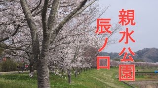 [4K] α6300 辰ノ口親水公園の桜　茨城県常陸大宮市