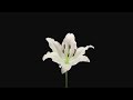 White Lily Opens Petals Stock Footage