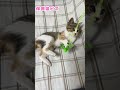 【保護猫ビズ】もしかしてこの猫は天使ですか？ 保護猫♯猫 ネコ キャット かわいい ねこ癒やし 猫のいる暮らし cat cute＃catlover shorts 子猫