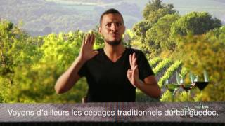 Tour d'horizon des vignobles du Languedoc LSF