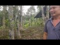 Rare plantation of Agarwood in Karbi Anglong