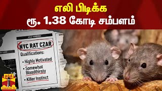 எலி பிடிக்க ரூ. 1.38 கோடி சம்பளம் | nyc | rat | czar | Newyork