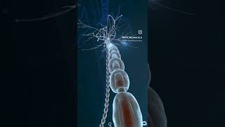 Neurons synapse in human Brain ✨ #neuroscience #neurology #youtubeshorts #science