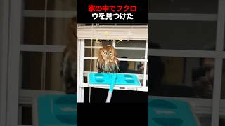 家の中でフクロウを見つけた