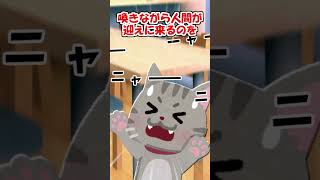 【2ch】猫に「寝るよー！」と言うと…【アニマル】 #Shorts