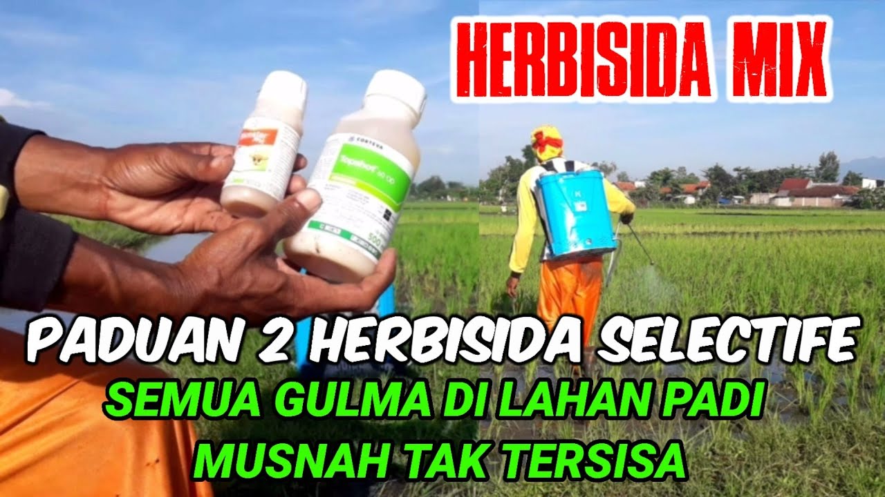 DOSIS HERBISIDA YANG TEPAT UNTUK MENGENDALIKAN GULMA || CARA ...