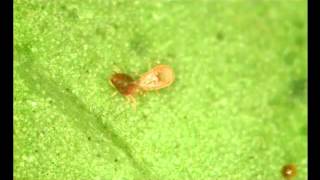 Predatory Mite Neoseiulus Predatory Mite Takes on Damaging Spider Mites