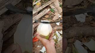 ഞാൻ തേങ്ങ മുറിച്ചപ്പോൾ Coconut Skills 🌴❤️ #asmr #wildcookbook