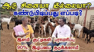 ஆடுகள் சினை கண்டுபிடிப்பது எப்படி?/ இளம் குட்டிகள் பராமரிப்பு / 90% இழப்பு வராது.