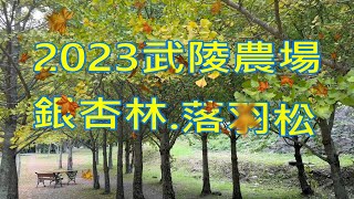 武陵農場-武陵賓館落羽松.桃花莊銀杏林2023/10/22