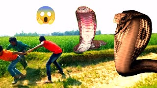 Big Anaconda Snake Chase In Real Life HD Video (2024) | Attack Of Anaconda | Saanp Wala video #snake