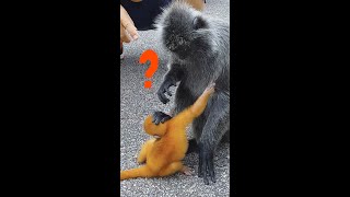 Funny Baby Monkey Videos/Cute Monkey