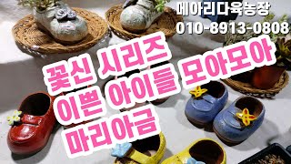 꽃신 시리즈 / 이쁜 아이들 모아모아/메아리다육농장 010-8913-0808