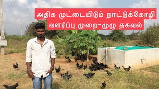 அதிக முட்டையிடும் நாட்டுக்கோழி வளர்ப்பு முறை | Nicobari