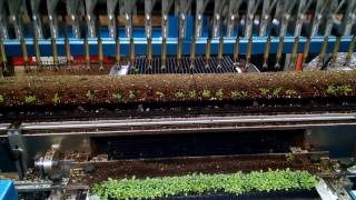 Sunrise Greenhouse Transplanter 2017