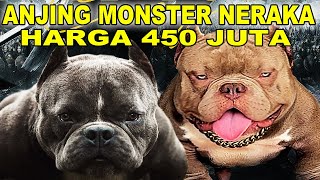 ANJING MONSTER NERAKA HARGA 450 JUTA