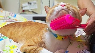 【超かわいい猫に変身?】爆笑･コロコロマッサージの虜になる茶トラ猫「マック」Cat likes massage rollers.LOL!! Funny cat :D