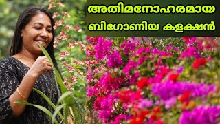 ബോഗൻവില്ല ചെടികളുടെ അതിമനോഹരമായ കളക്ഷനുള്ള പത്തനംത്തിട്ടയിലെ ഗാർഡൻ || Bougainvillea plant || Garden