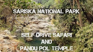 Sariska National Park | Self drive safari and visit to Pandu Pol Temple | Alwar | Rajasthan | Tiger