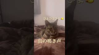 鳥の鳴き声に反応する猫