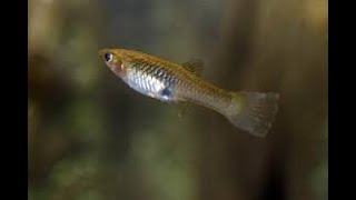 Wonderful/Remarkable Close-up Shot of Endler's Female**Izjemen Posnetek Endlerjeve Samice Od Blizu**