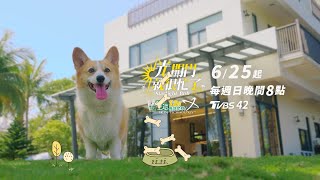 寵物友善民宿會入住多少萌寵呢？《光開門就很忙了@starlightbnb》短短篇 (預告)