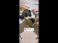 箱の中で寛いでたら… cat 猫 猫動画 メインクーン maincoon ノルウェージャンフォレストキャット norwegianforestcat