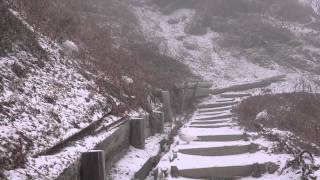 燕山荘の雌雷鳥達