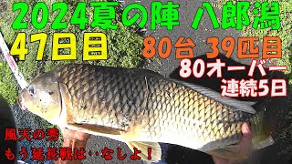 風天の鯉釣師：八郎潟 夏の陣39匹目(五日連続80オーバー)